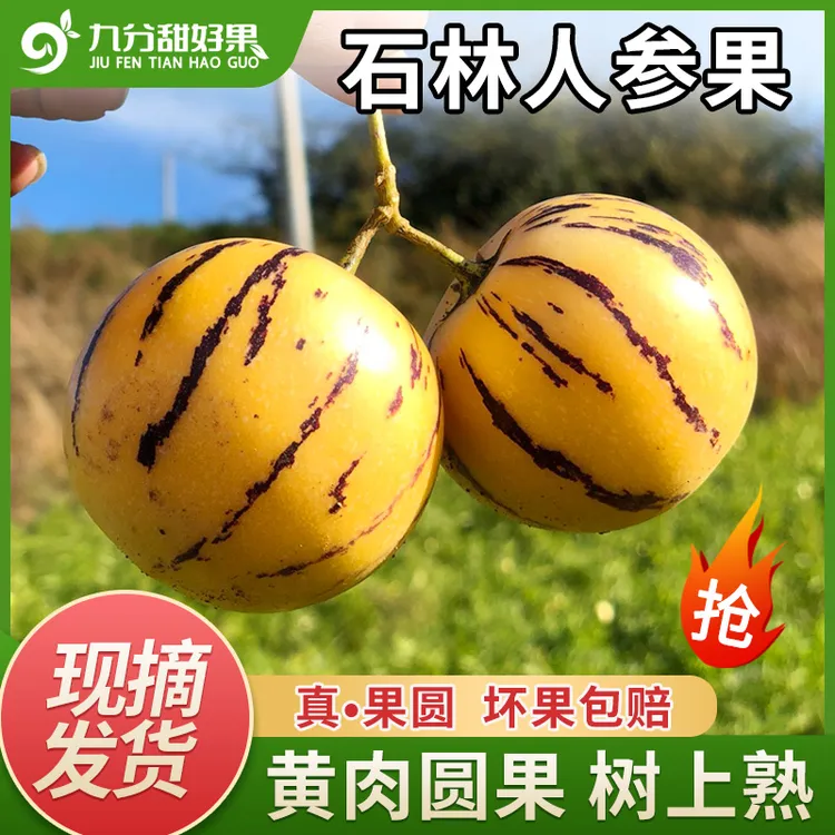 云南石林自然熟人参果3/5斤新鲜现摘水果黄肉圆果人参果坏果包赔