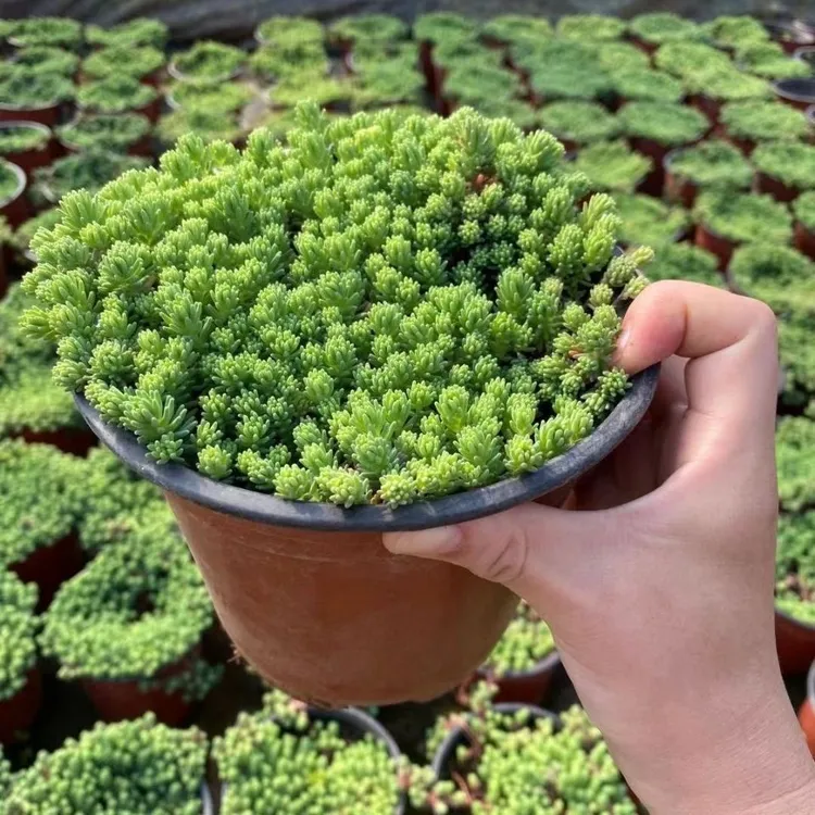 小巧修剪小叶紫檀名贵树苗庭院室内花境植物薄雪万年草景天盆栽