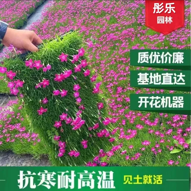 欧石竹穴盘苗四季开花耐热适合庭院绿化的小苗