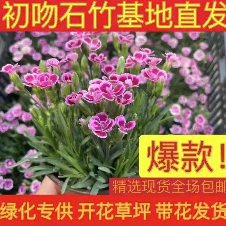 初吻石竹花苗盆栽地栽四季开花带花苞耐热庭院阳台种植佳品