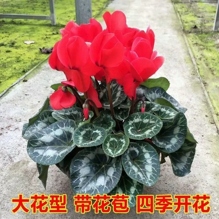 仙客来盆栽带花苞室内花卉重瓣迎客来四季开花好养大花苗观花植物