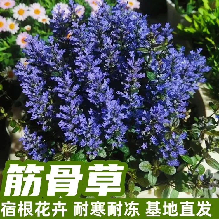 筋骨草耐寒耐热宿根花卉庭院花坛花苗