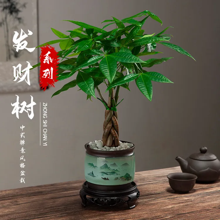 发财树盆栽室内植物花卉土养小盆景客厅绿植办公室招财陶瓷小盆栽