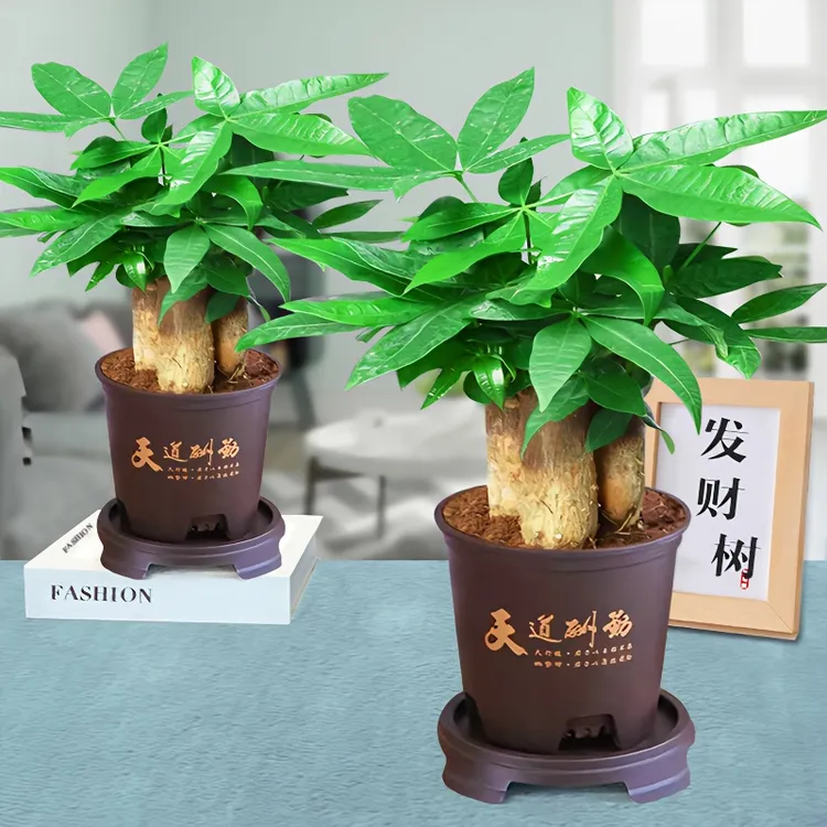 三杆发财树小盆栽室内植物水培雅致摆件新款花卉绿植盆景好养易活