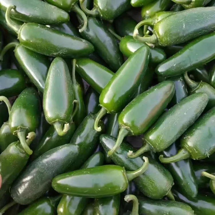 东北鲜泡椒港椒鲜辣椒皮薄肉厚泡椒咸菜炒肉港椒新鲜油焖辣椒包邮