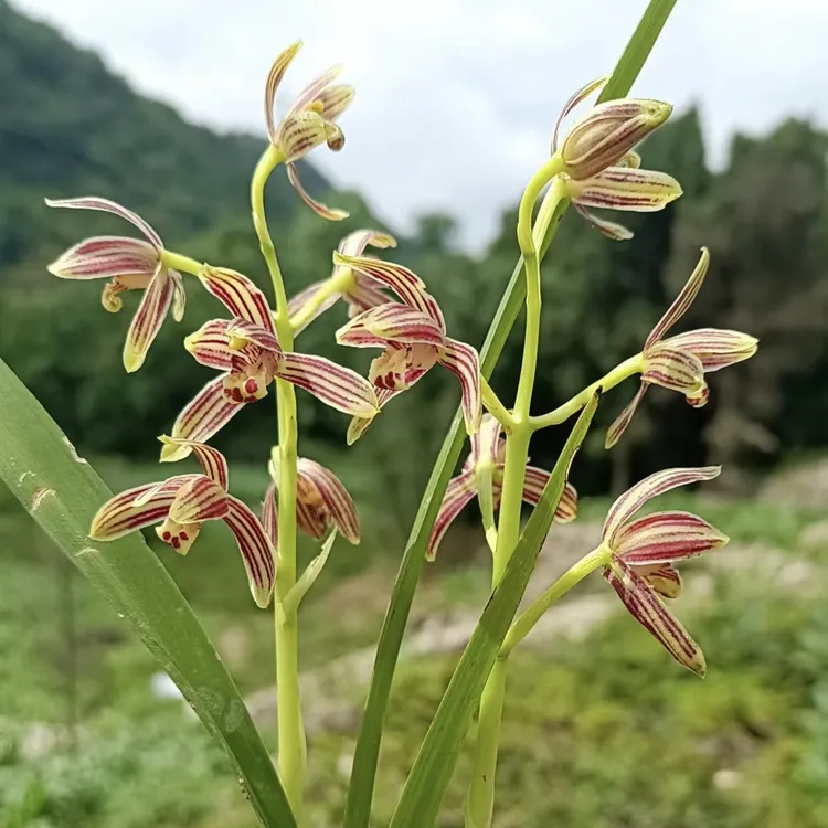 兰花 珍珠矮 珍珠兰  盆景 绿植 资源草多少都有虫伤焦尖介意慎拍