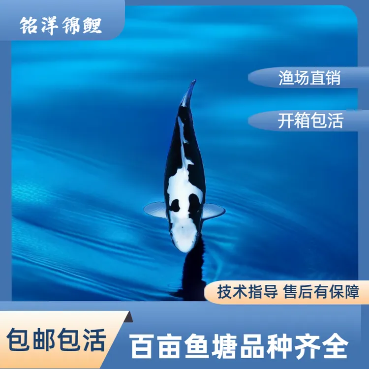 2铭洋锦鲤观赏鱼冷水鱼红白昭和等20cm-50cm品相尺寸以直播间为准