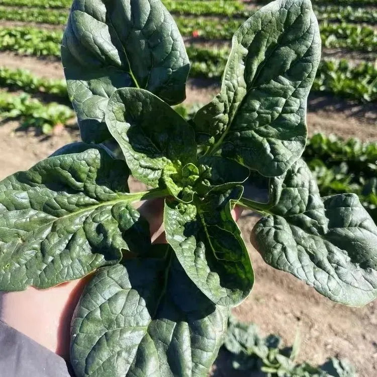 河南露天矮杆趴地菠菜霜冻红根小菠菜厚叶菠菜青菜蔬菜现挖3斤5斤