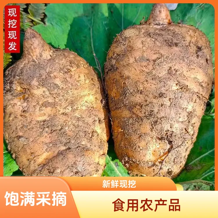 精选新鲜云南小草坝天麻深山乌天麻产地直销采摘天麻现挖现发健康