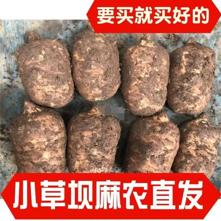 （天麻新鲜）正宗云南昭通彝良小草坝乌天麻农户直销无中间商代篱发