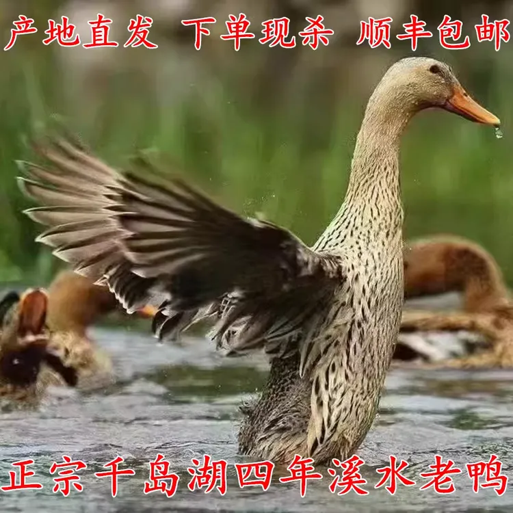 正宗千岛湖4年农家散养老鸭溪水土鸭子新鲜鸭肉麻鸭母鸭活鸭现宰