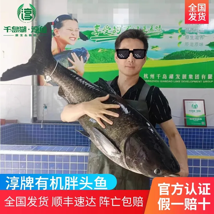 正宗千岛湖淳牌有机鱼鳙鱼鲜活淡水包头鱼原生态胖头鱼大头鱼鲢鱼