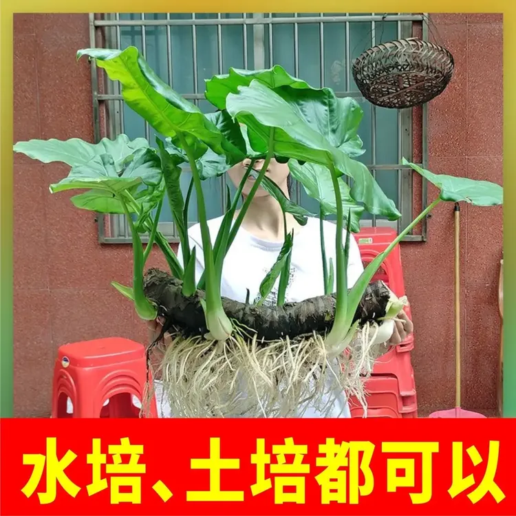 滴水观音盆栽吸除甲醇室内净化空气滴水观音大叶特大水培养活植物