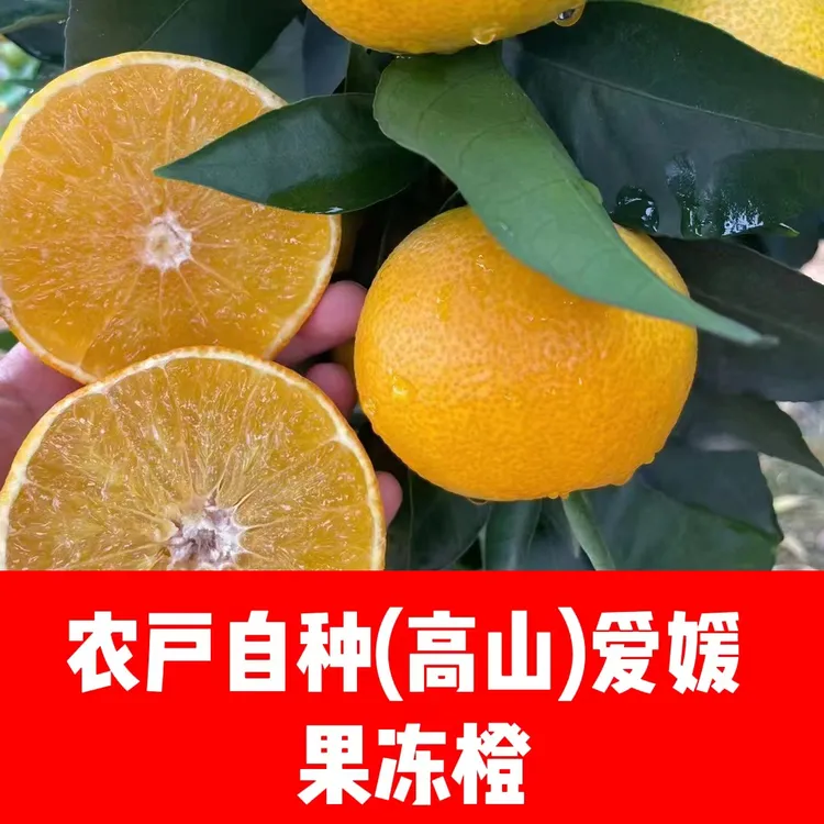 【川果侠】四川爱媛38果冻橙精选现摘果园直发维生素孕妇优先8斤