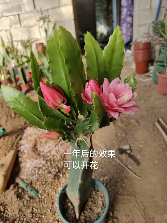 令箭荷花嫁接苗，当年可以开花