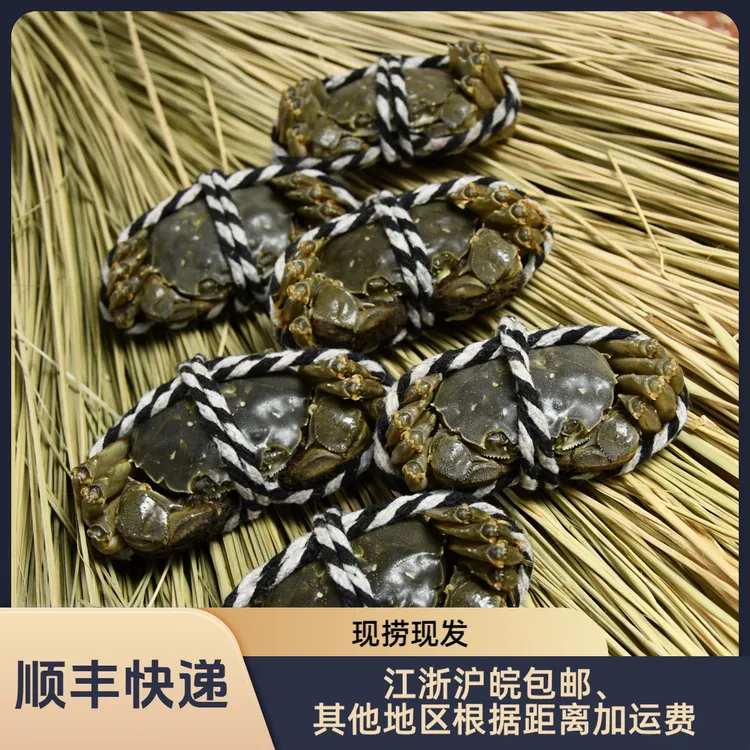 活蟹礼盒母蟹10只装（净重1.3~1.6两/只）大闸蟹