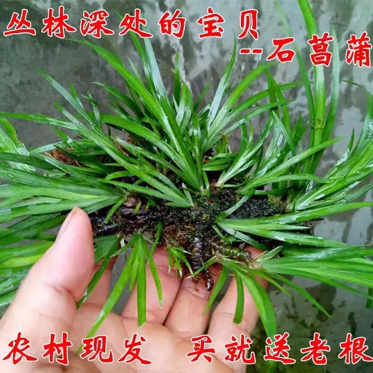 石菖蒲绿植物盆景野生养鱼龟室内外微景观庭院原生现挖