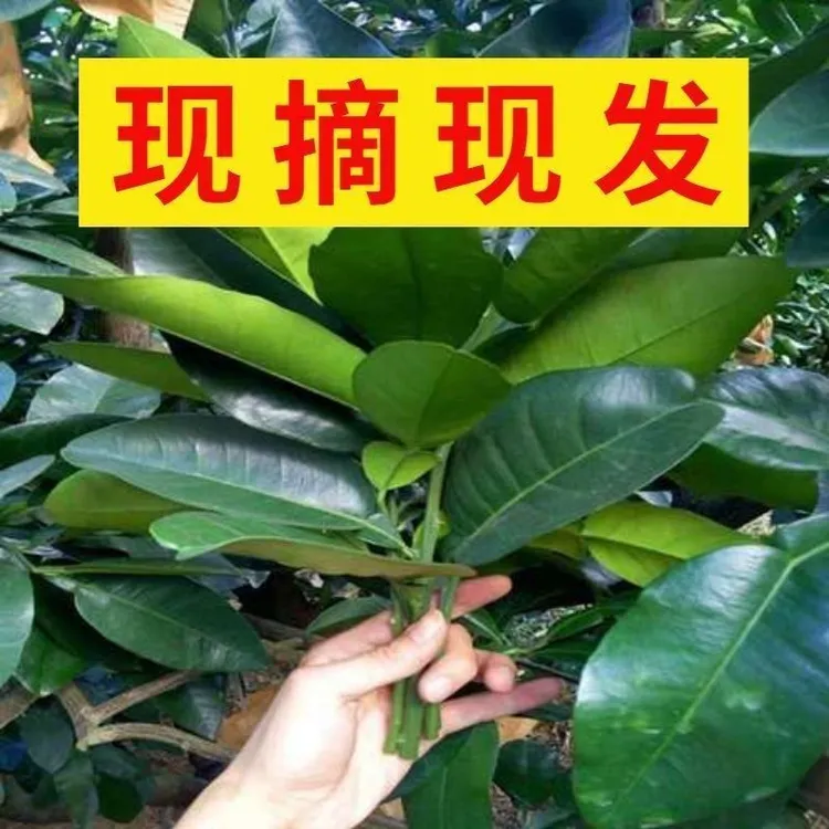 新鲜柚子叶包邮带技叶树叶乔迁新居青团洗澡老树碌柚叶儿粑真树叶