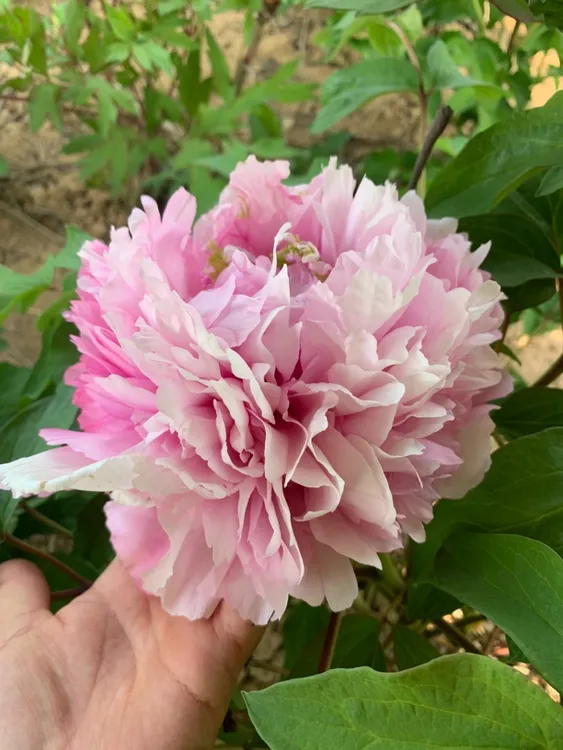 粉玉楼粉色大花重瓣观赏大苗树苗庭院盆栽地栽菏泽基地直发