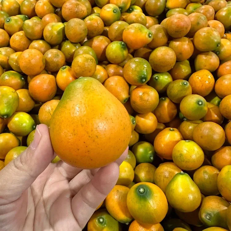 融安脆蜜金桔/滑皮金桔纯甜无籽新鲜发货精品果开园头茬果