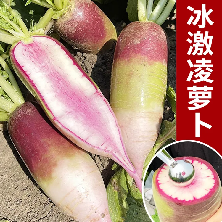 冰淇淋水果萝卜种子高产冰糖心萝卜脆甜四季春秋季萝卜种农家菜籽