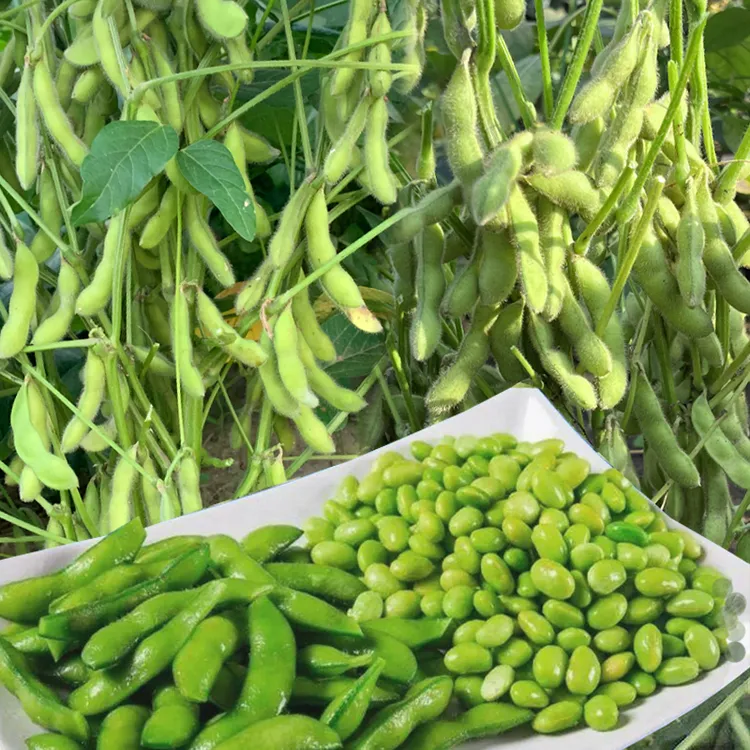 大荚毛豆种子菜毛豆种籽早熟四季青豆鲜食菜豆育苗春季蔬菜种孑