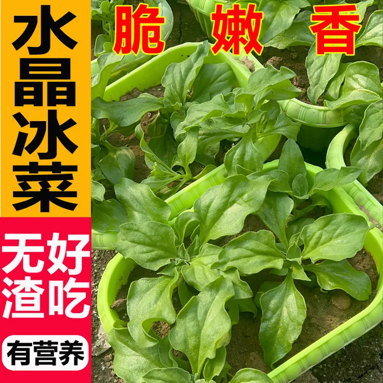 (直播)冰菜苗子 脆嫩冰草种子种苗蔬菜种籽盆栽蔬菜种籽冰菜种子