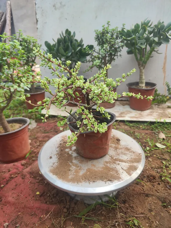 小雅乐之舞棒棒糖型好养易活多肉植物耐高温