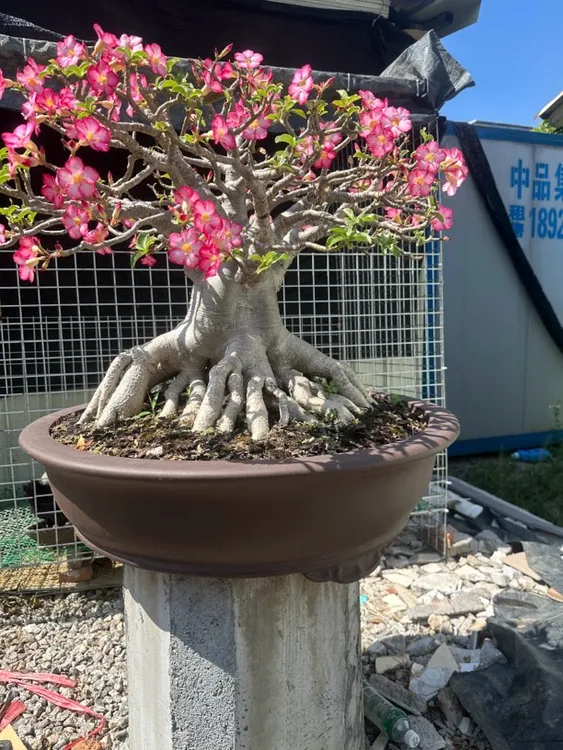 泰国沙漠玫瑰索科高妹自然八爪根庭院必备80盆，