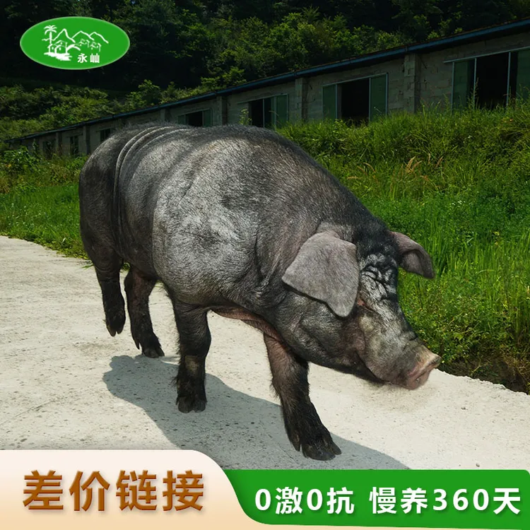 黑毛猪现切补现称改价链接