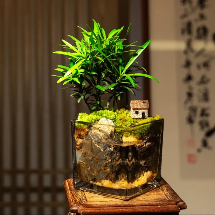 【罗汉松】养鱼生态缸微景观桌面造景苔藓小鱼缸创意绿植摆件