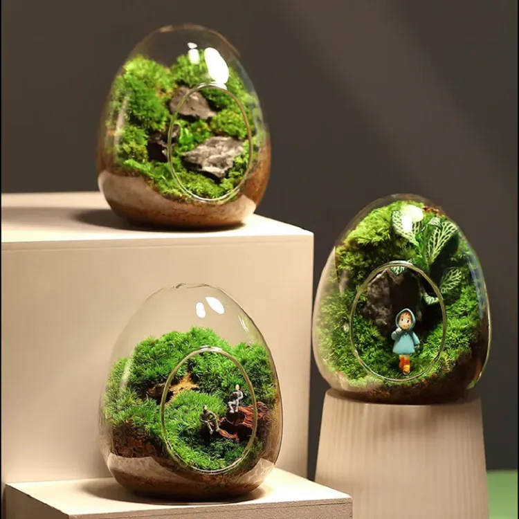 【蛋壳系列】网红桌面微景观植物造景办公室绿植盆景家居摆件送礼