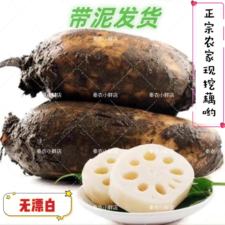 秦巴山区藕脆藕面藕无漂白无处理纯天然食品现挖现发带泥发货