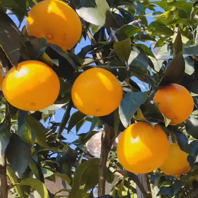 红美人柑橘果冻橙果园现摘直发红美人新鲜橙子邮政特快