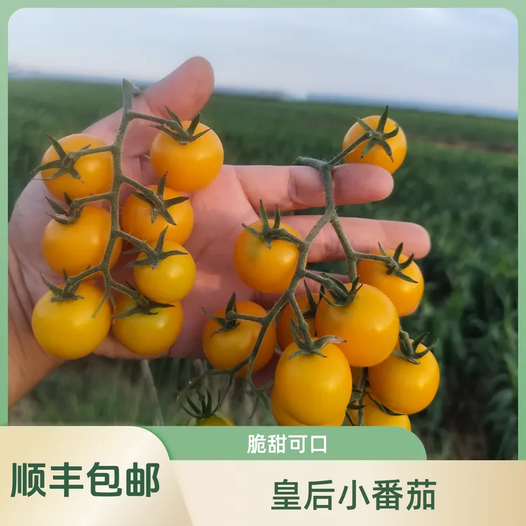 【顺丰包邮】皇后小番茄脆甜可口下午茶专享