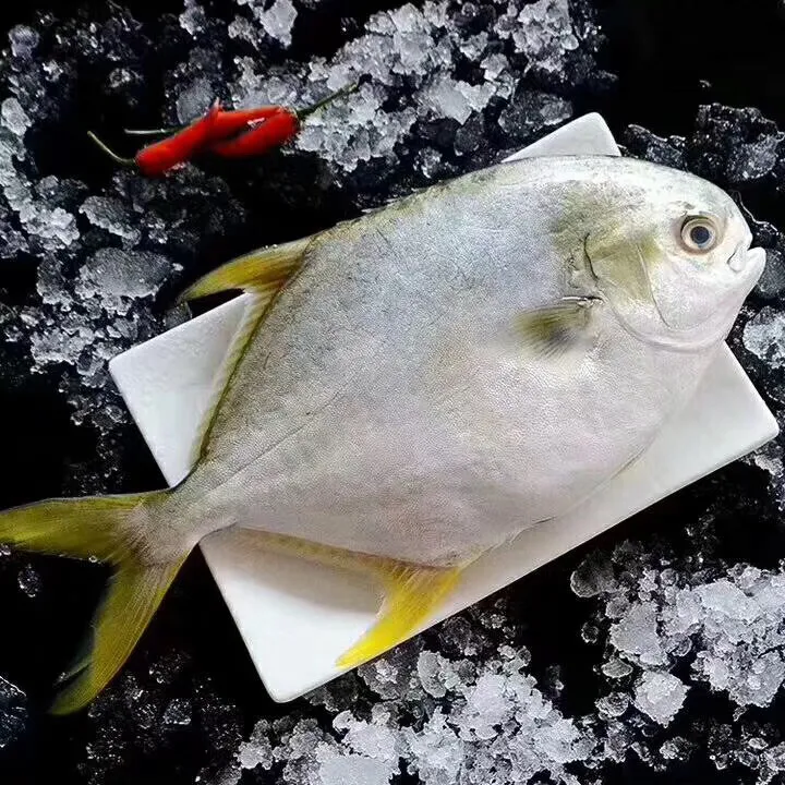新鲜海捕金鲳鱼4条(每条1.2~1.5左右)