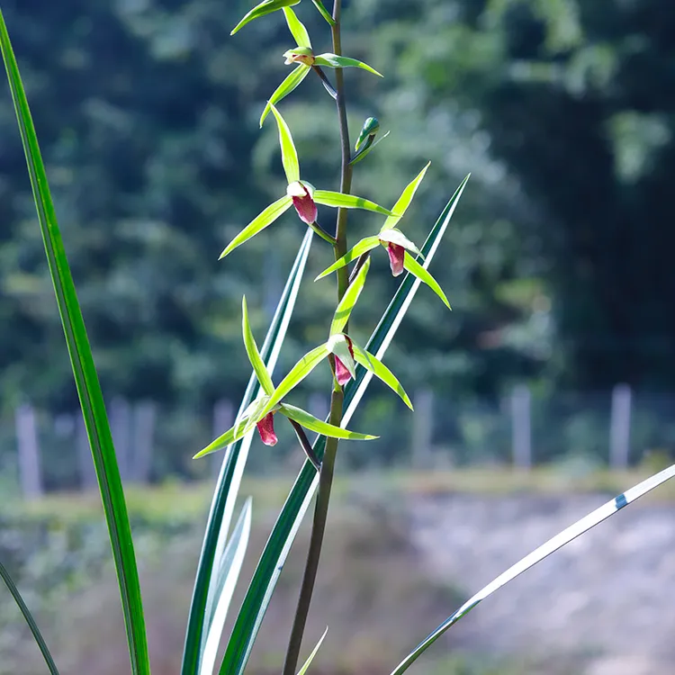 寒兰红素 雪中红 （10月—12月带花苞）室内绿植花卉