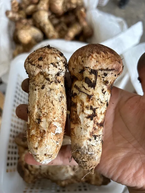 【精品松茸】云南香格里拉新鲜松茸 5-12cm  250g-1000g   顺丰包邮