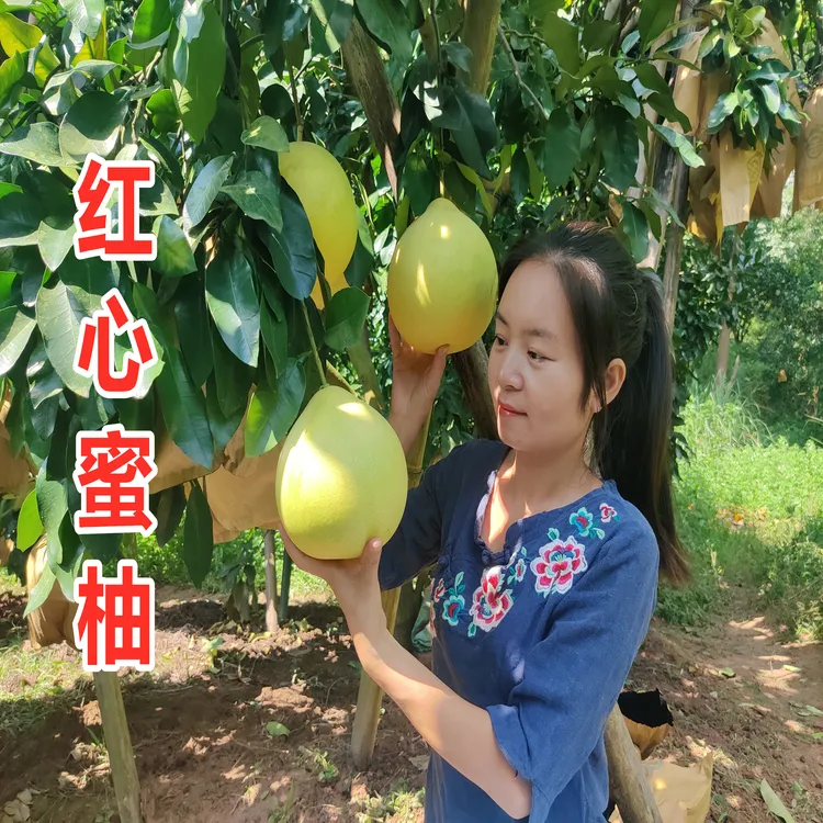 柚子红心柚礼盒装5-20斤新鲜水果皮薄肉厚甜酸蜜多汁