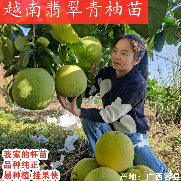 越南青柚新品种 正宗嫁接苗树苗果树苗 盆栽地栽院子种植柚子树