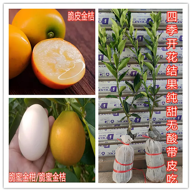   金桔苗 脆蜜金柑 脆皮金桔 甜桔嫁接苗果树苗 四季开花结果