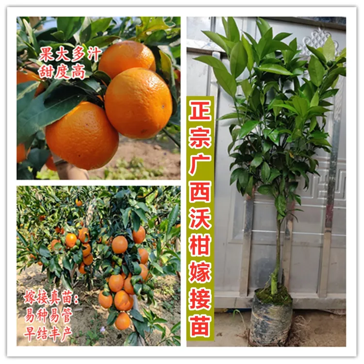 正宗广西沃柑嫁接苗树苗果树苗 盆栽地栽院子种植优质苗木易挂果