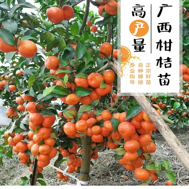 树苗 果树苗 沙糖桔 年桔 正宗纯种嫁接苗盆栽地栽院子柑橘树苗