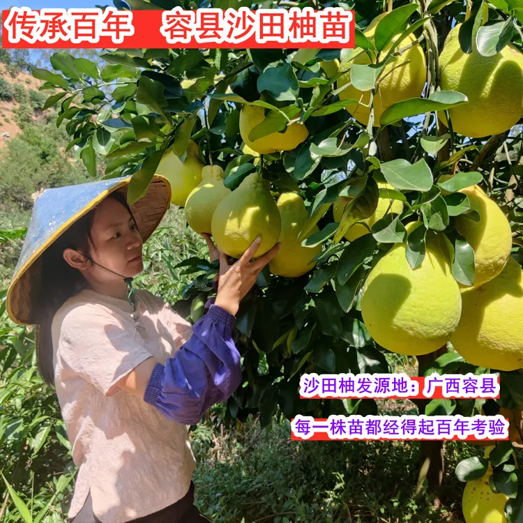 容县沙田柚 桂柚树苗 白心柚 传承百年经典老品种果树苗柚子树