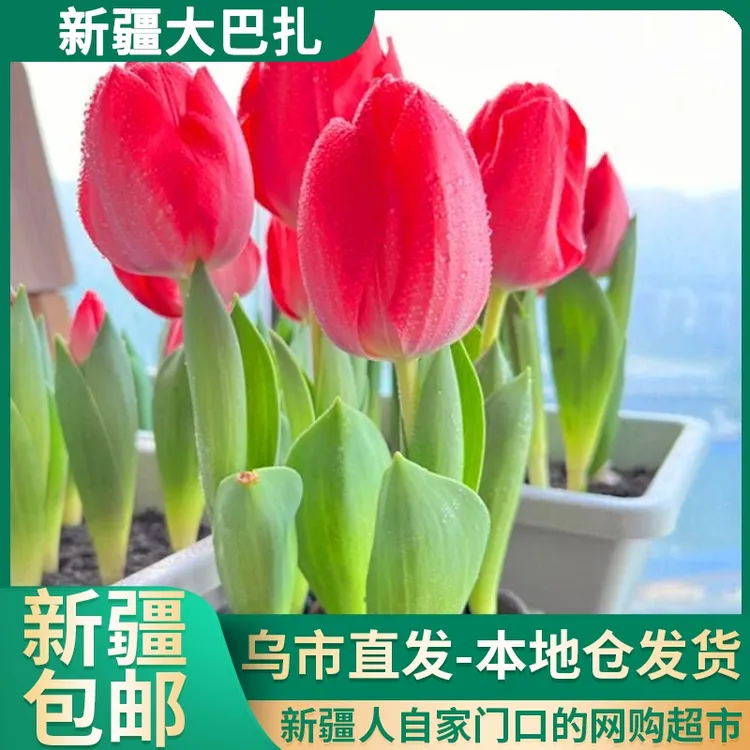 【新疆包邮】水培郁金香花种子好养易活庭院阳台盆栽绿植花卉微景观