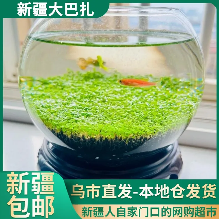 【新疆包邮||乌市发货】水草泥鱼缸造景小对叶种子水族陶粒草缸土