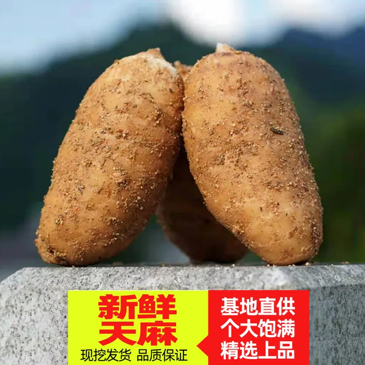 香农诚香农诚天麻产地现挖湖北新鲜天麻原生态精选煲汤带泥发货