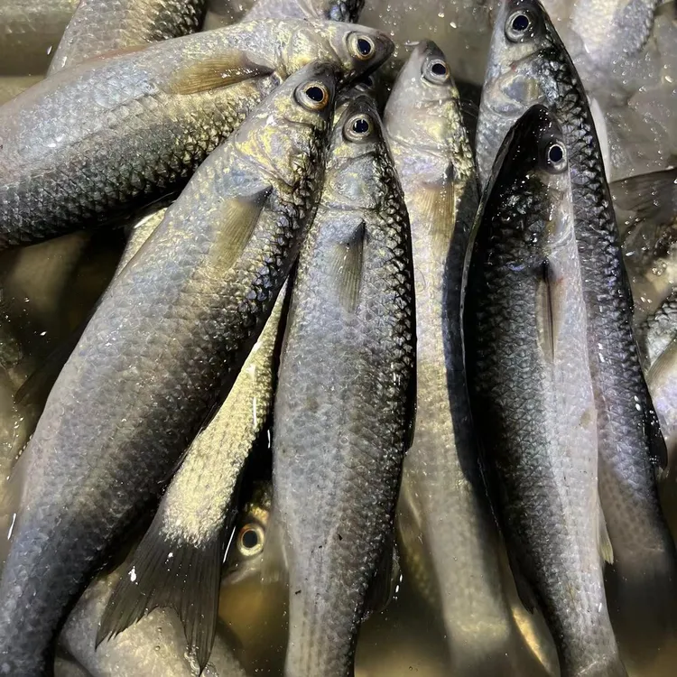 汕尾本地新鲜海捕野生尖头鱼