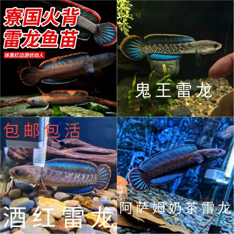 雷龙鱼观赏鱼阿萨姆七彩鬼王酒红巴卡火背黄金眼镜蛇幻红幻蓝饲料