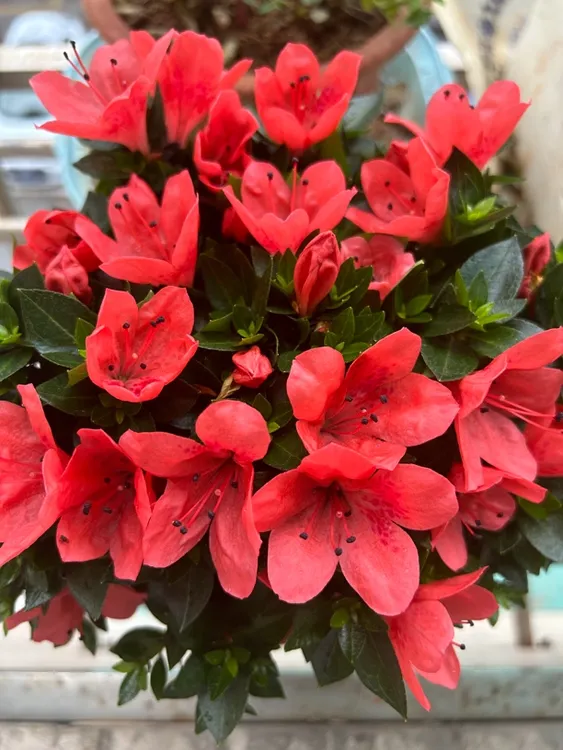 杜鹃花    皋月杜娟 皋月杜鹃盆景植物 绿植 一物一拍 直播选货